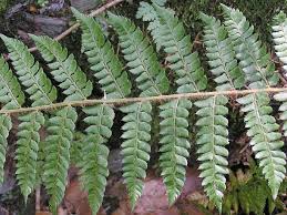 Attēlu rezultāti vaicājumam “Polystichum braunii”