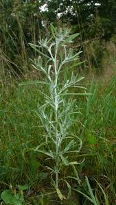 Attēlu rezultāti vaicājumam “Gnaphalium uliginosum leaf”