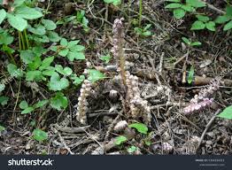 Attēlu rezultāti vaicājumam “Lathraea squamaria bud”