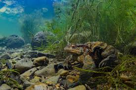 Attēlu rezultāti vaicājumam “Bufo bufo”