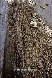 Attēlu rezultāti vaicājumam “Bryoria capillaris”