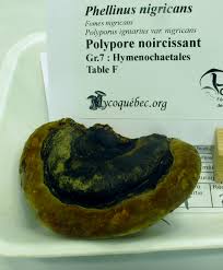 Attēlu rezultāti vaicājumam “Phellinus nigricans”