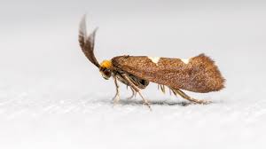 Attēlu rezultāti vaicājumam “Incurvariidae”