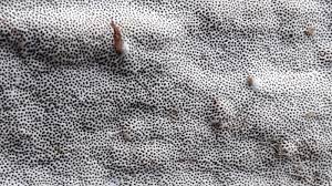 Attēlu rezultāti vaicājumam “Elmerina caryae”