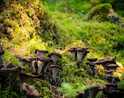 Attēlu rezultāti vaicājumam “Cratarellus cornucopioides”