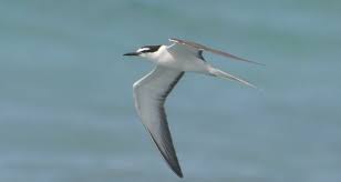 Image result for Onychoprion fuscatus