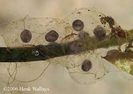 Attēlu rezultāti vaicājumam “Diderma umbilicatum macro”