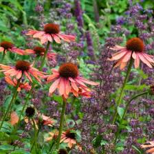 Attēlu rezultāti vaicājumam “Salvia verticillata”