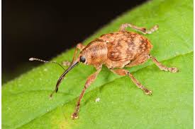 Attēlu rezultāti vaicājumam “Curculio nucum”