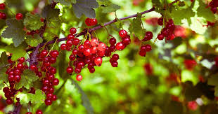 Bildergebnis für rote johannisbeeren