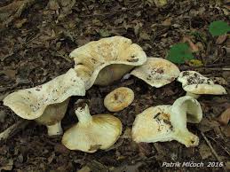 Attēlu rezultāti vaicājumam “Lactarius lygniotus”