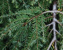 Attēlu rezultāti vaicājumam “Tsuga canadensis”