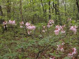 Attēlu rezultāti vaicājumam “Rhododendron periclymenoides flower”