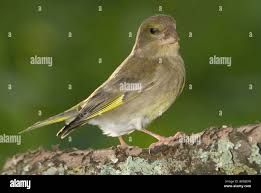 Attēlu rezultāti vaicājumam “Chloris chloris female”