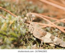 Attēlu rezultāti vaicājumam “Oedipoda caerulescens”