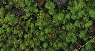 Attēlu rezultāti vaicājumam “Fissidens bryoides”