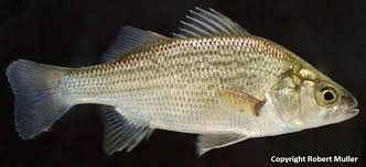 Image result for Morone americana