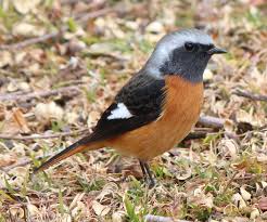 Attēlu rezultāti vaicājumam “Phoenicurus phoenicurus male”
