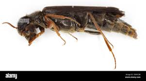 Attēlu rezultāti vaicājumam “Lymexylidae”