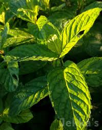 Attēlu rezultāti vaicājumam “Mentha spicata leaf”