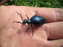 Attēlu rezultāti vaicājumam “Meloe sp.”