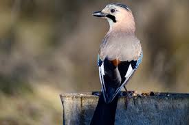 Attēlu rezultāti vaicājumam “Garrulus glandarius”