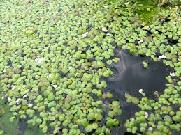 Attēlu rezultāti vaicājumam “Lemna gibba”