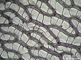 Attēlu rezultāti vaicājumam “Sphagnum russowii”