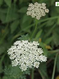 Attēlu rezultāti vaicājumam “Selinum carvifolia flower”