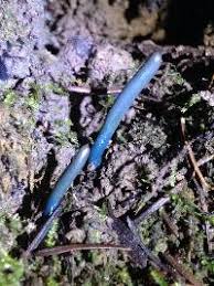 Attēlu rezultāti vaicājumam “Neocudoniella albiceps”