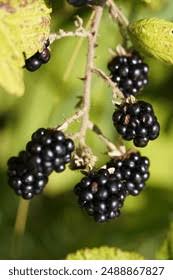 Image result for Rubus sectio