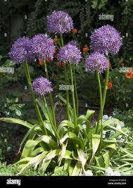 Image result for Zierlauch