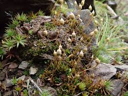 Attēlu rezultāti vaicājumam “Pogonatum dentatum”