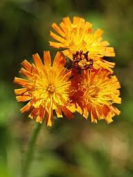 Image result for Hieracium aurantiacum