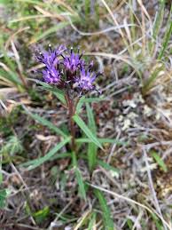 Attēlu rezultāti vaicājumam “Saussurea esthonica flower”