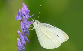 Attēlu rezultāti vaicājumam “Pieris rapae female”