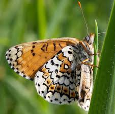 Attēlu rezultāti vaicājumam “Melitaea cinxia upperside”