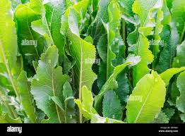 Attēlu rezultāti vaicājumam “Armoracia rusticana leaf”