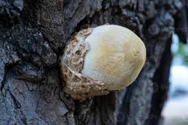 Attēlu rezultāti vaicājumam “Volvariella bombycina”