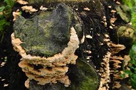 Attēlu rezultāti vaicājumam “Oxyporus”