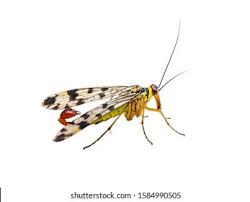 Attēlu rezultāti vaicājumam “Panorpa communis imago”