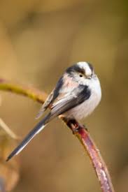 Attēlu rezultāti vaicājumam “Aegithalos caudatus adult”