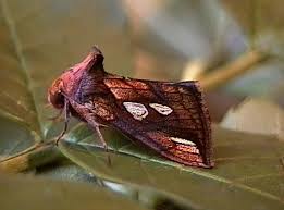 Attēlu rezultāti vaicājumam “Plusia festucae”