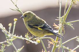 Attēlu rezultāti vaicājumam “Carduelis spinus female”