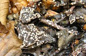 Attēlu rezultāti vaicājumam “Diderma testaceum”