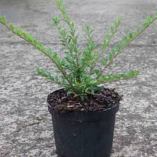 Attēlu rezultāti vaicājumam “Lonicera caerulea var. pallasii”