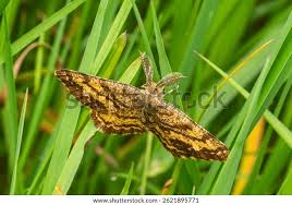 Attēlu rezultāti vaicājumam “Ematurga atomaria male”