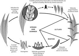 Attēlu rezultāti vaicājumam “Claviceps purpurea”