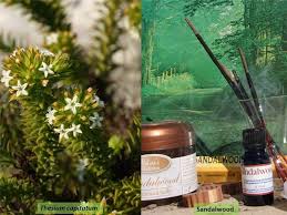 Attēlu rezultāti vaicājumam “Santalaceae”