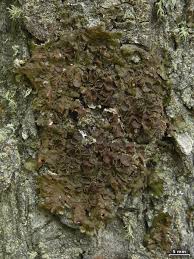 Attēlu rezultāti vaicājumam “Melanohalea olivacea”